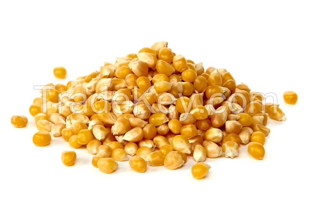 Export of Yellow Corn from Ukraine