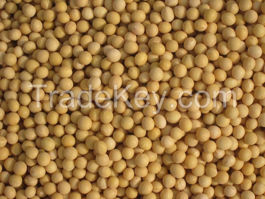 Ukrainian soybean for export