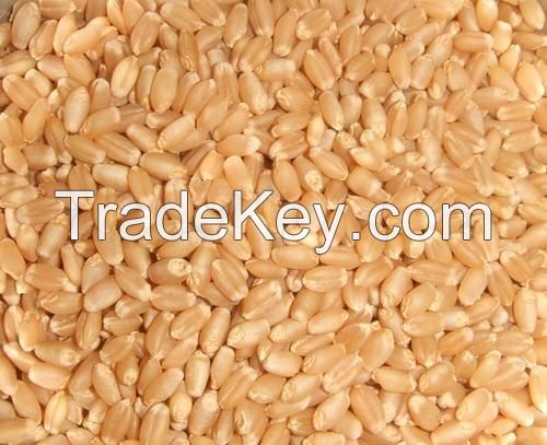Ukrainian milling wheat for export