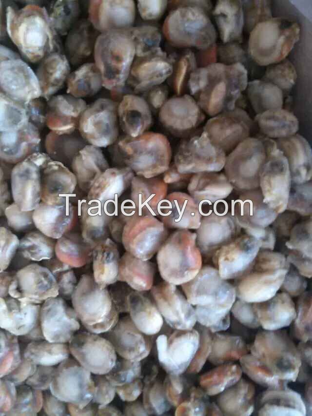 sell scallop meat