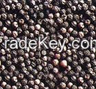 High Quality BLACK PEPPER 500-550-580G/L