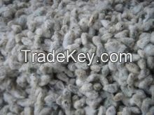Cotton Seeds / Animal Feed / Cotton