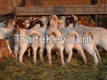 Boar Goats live stock