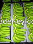 Fresh green cavendish banana buyer