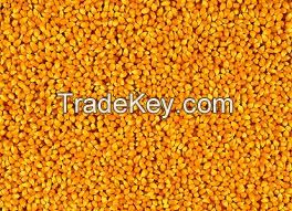 Yellow and White Corn