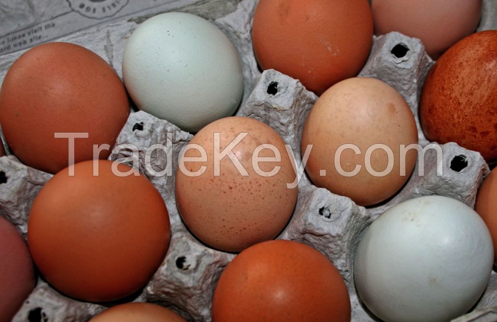 Fresh Chicken Eggs