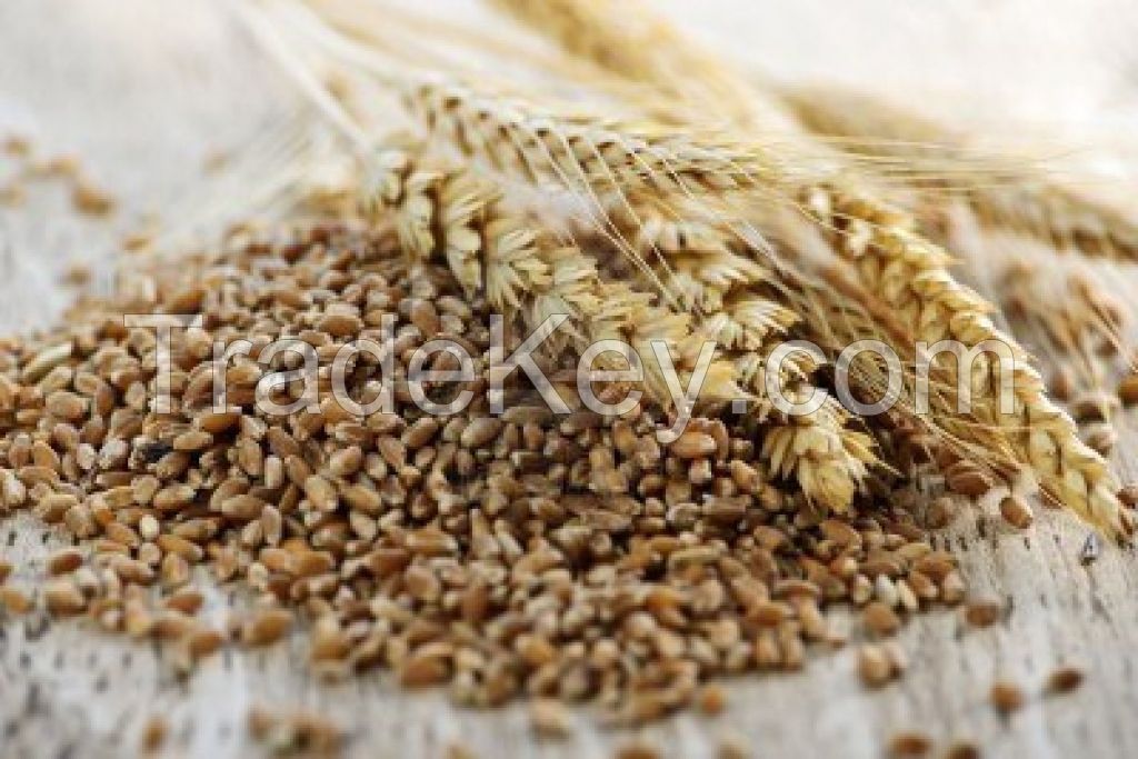 Whole Wheat Grains