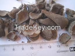 PALM KERNEL SHELL