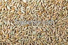 Quality Rye Grains