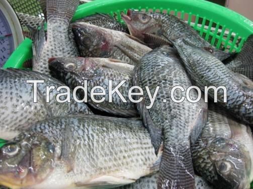 Frozen Tilapia Fish