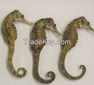 sea horse dried