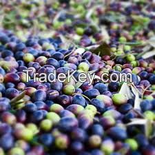 Premium Fresh Olive fruit n Oil Fresh Green Olives, High Quality Table Olives, Table Green Olives