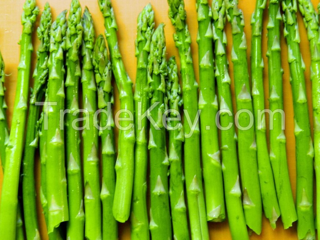 High Quality fresh Green Asparagus