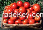 Fresh Tomato vegetable