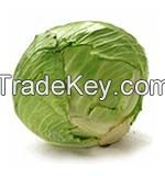 Vegetable Fresh Cabbages