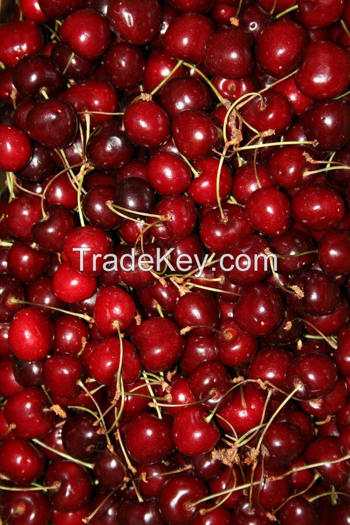 Fresh Cherries