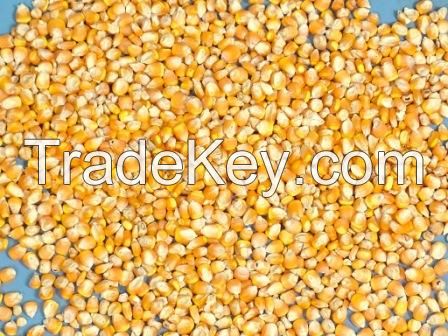 White and Yellow Maize