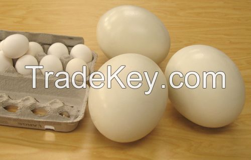 OSTRICH EGGS and EGG SHELLS