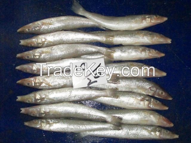 Fresh/Frozen Lady-Fish (Silver Sillago)