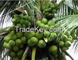 Tender coconut with water