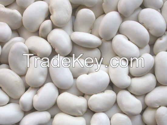 White kidney beans exporter