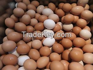 Fresh White and Brown Table Eggs