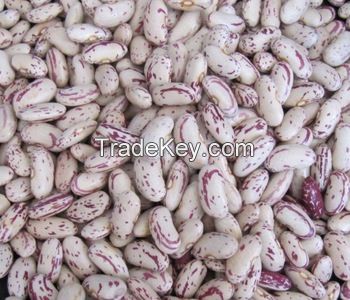 Light Speckled Kidney Beans ( Recent crop )