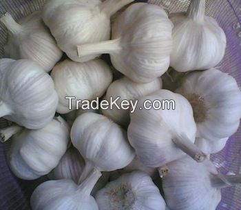 Best Quality Fresh Garlic with best price.