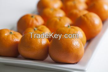 Fresh Mandarin Orange Citrus Fruits