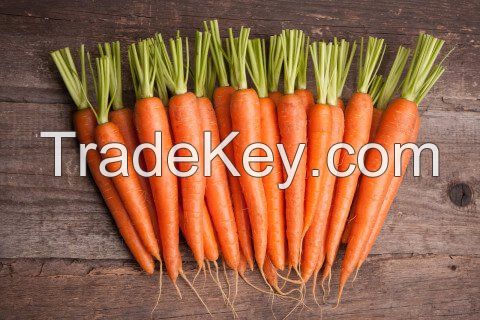 Fresh Carrots - Competitive and Good Quality