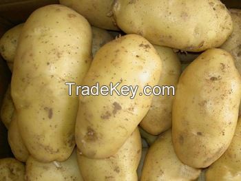 Fresh Potato With Competitive Price