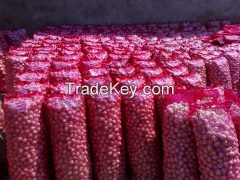 Fresh Red Onion in Mesh Bags with Cheap Price