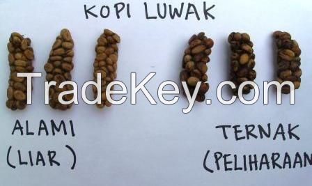 Super Premium Coffee Beans from Indonesia