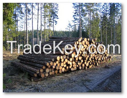 We Sell Wood, Lumber, Timber