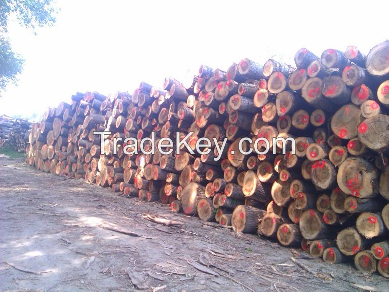 Saw European Poplar Logs A, A/B, A/B/C grade