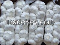 Fresh Garlic, Normal White, Pure White, Single Clove, Elephant Garlic