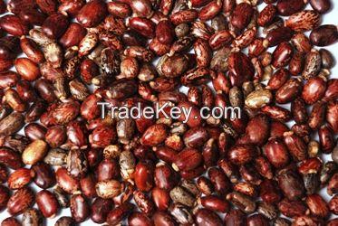 Castor Seed