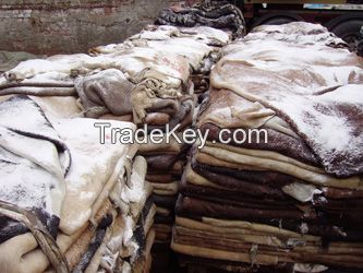 Wet Salted Cow Hides