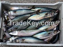 Frozen mackerel, sardine fish and others