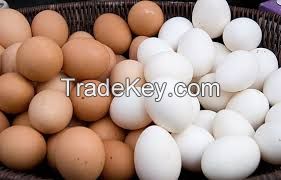 BROILER CHICKEN EGGS /COBB 500 BROILER HATCHING EGGS