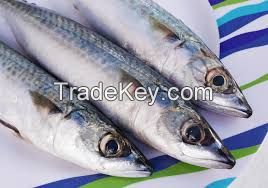 Frozen Norwegian Mackerel