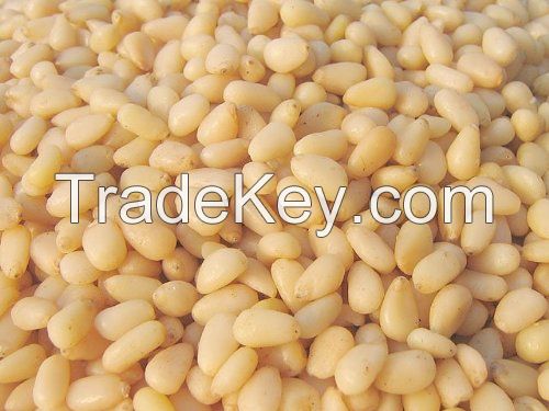 PINE NUTS AVAILABLE