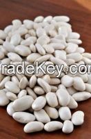 Egyptian Fresh White Kidney Beans