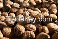 Almond Nuts , Apricot , Betel Nuts , Brazil Nuts