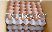 Fresh Chicken eggs, Egg yolk powder and Chicken Feed