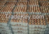 Fresh White & Brown Chicken Eggs Available