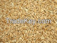 Feed Wheat available