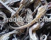 dried sea dragon