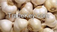 new crop 2015  fresh garlic