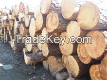 pine wood logs